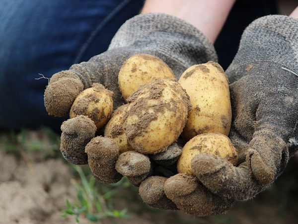 Cómo conservar la patatas