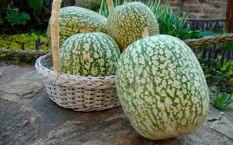 usos de la calabaza cabello de ángel