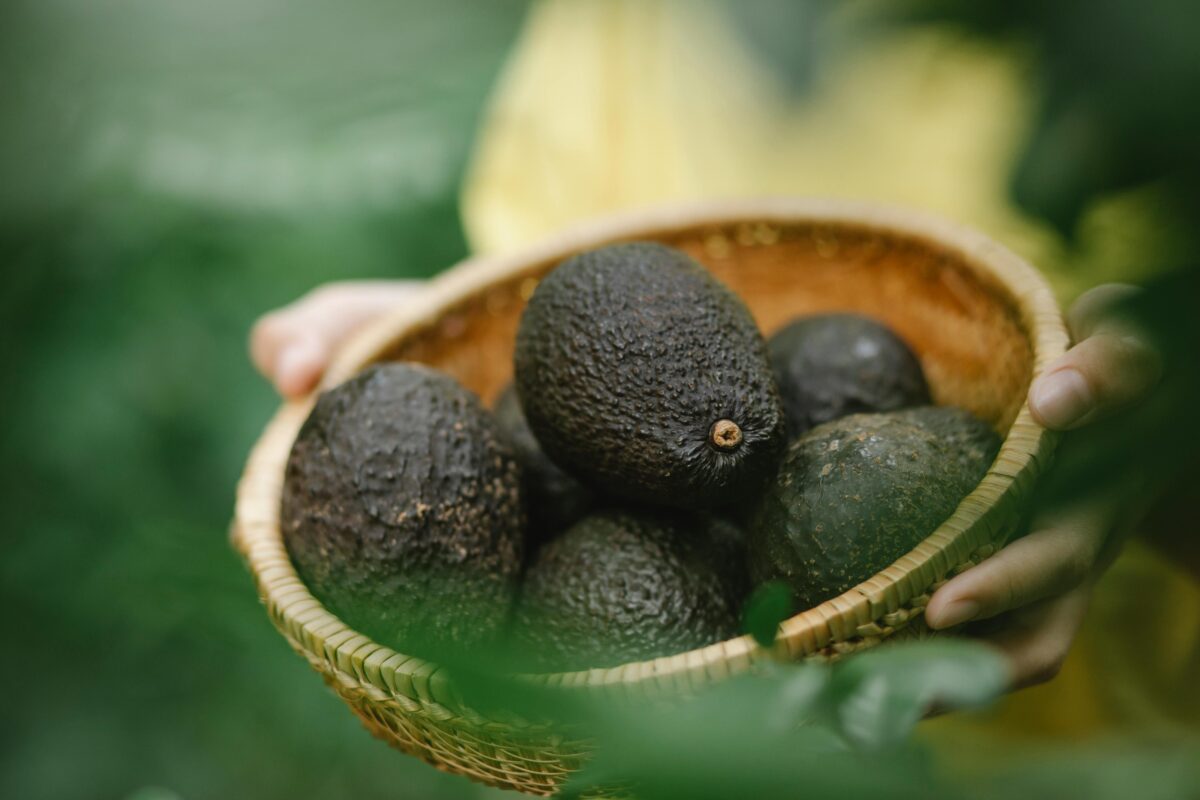 El aguacate nacional, ¡un superalimento!