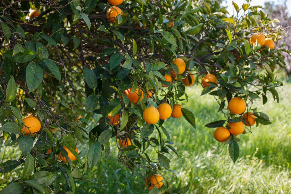 Cítricos de temporada, ¿por qué elegir naranjas nacionales?